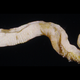 Illustration for article titled Ancient Penis-Headed Worm Pushes Fossil Record Back 200 Million Years